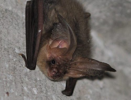 Nuit internationale des chauves-souris !